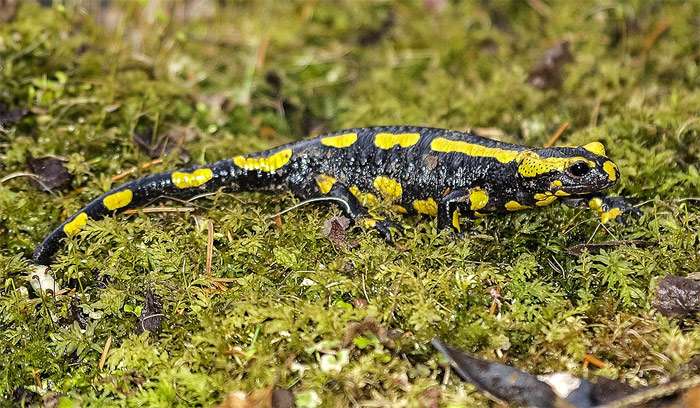 Огненная саламандра (Salamandra salamandra), фото фотография хвостатые земноводные