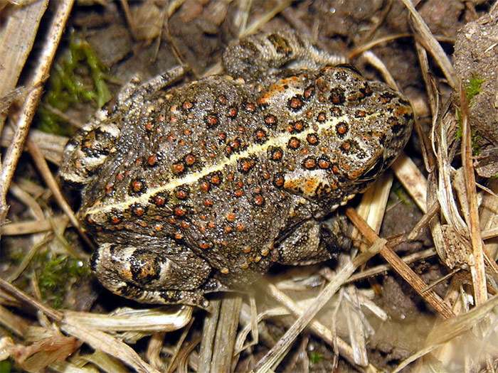 Камышовая жаба (Bufo calamita), фото фотография амфибии