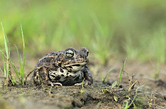 Камышовая жаба (Bufo calamita), фото фотография земноводные
