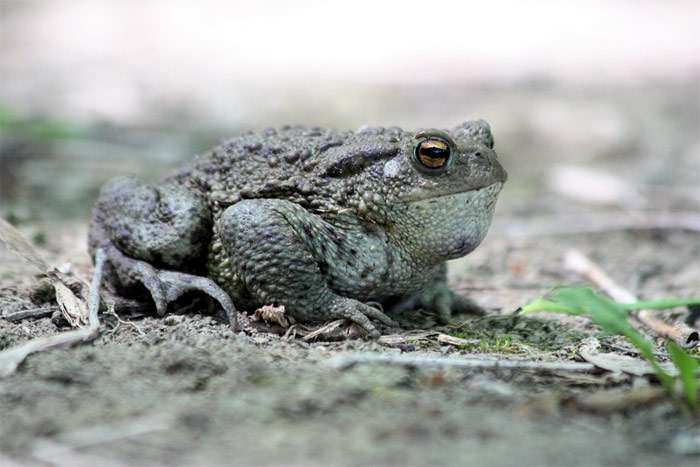 Серая жаба (Bufo bufo), фото фотография бесхвостые амфибии pixabay