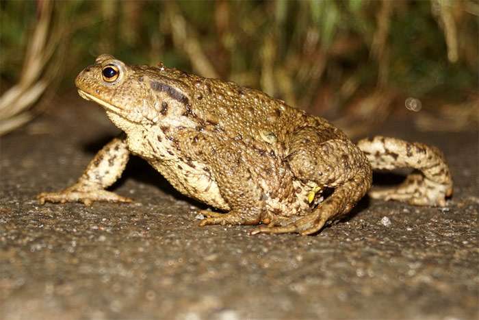 Серая жаба (Bufo bufo), фото фотография земноводные pixabay