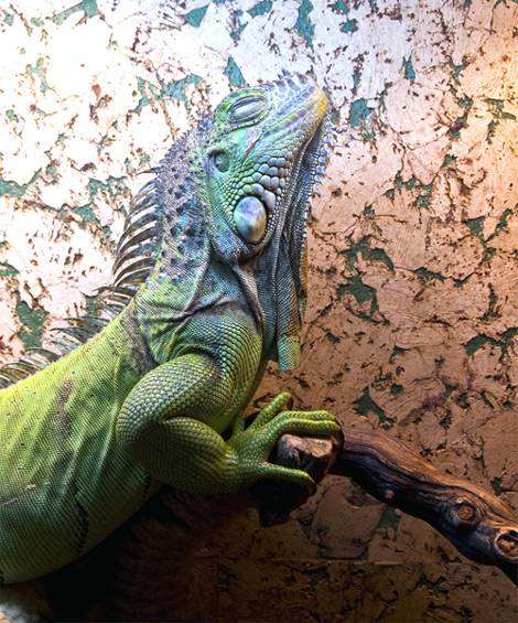 Зеленая игуана (Iguana iguana), фото рептилии фотография