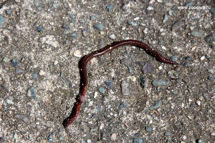 Дождевой червь (Lumbricus terrestris), фото черви фотография картинка