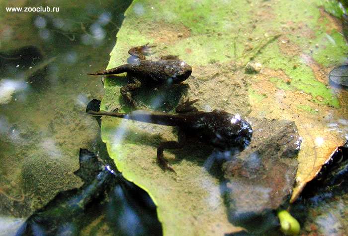 Сеголетки дальневосточной жабы, фото бесхвостые амфибии фотография картинка