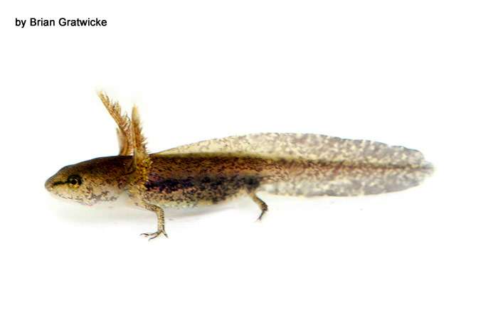 Личинка саламандры, фото хвостатые амфибии фотография картинка