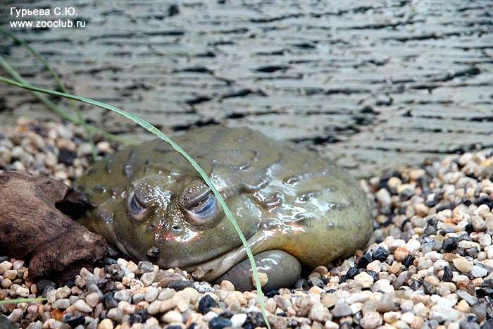 Африканская роющая лягушка: содержание в неволе (Pyxicephalus adspersus), фото фотография земноводные