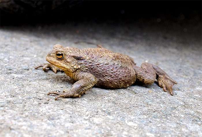 Серая жаба (Bufo bufo), фото фотография амфибии pixabay