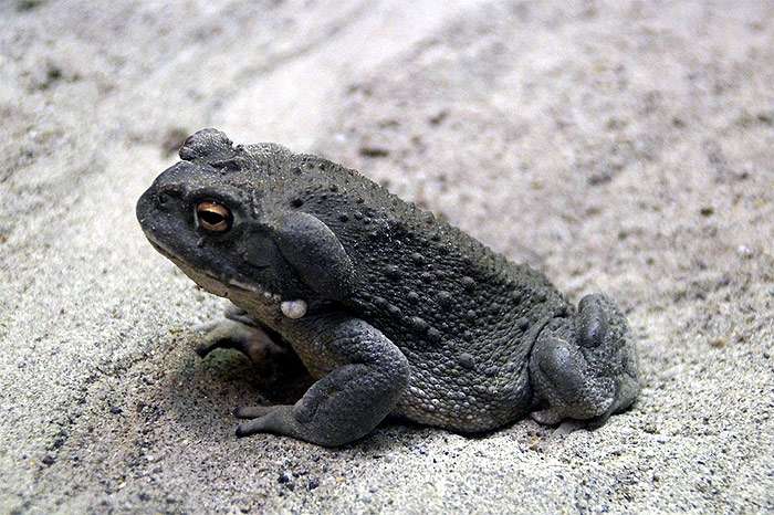 Серая жаба (Bufo bufo), фото фотография амфибии pixabay