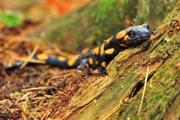 Огненная саламандра (Salamandra salamandra), фото фотография хвостатые амфибии pixabay