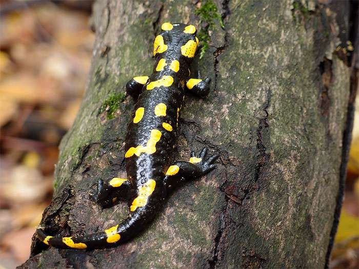 Личинка огненной саламандры (Salamandra salamandra), фото фотография хвостатые амфибии pixabay