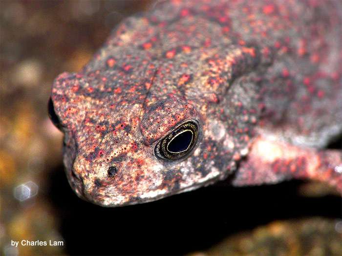 Малайская жаба: содержание в неволе (Bufo melanostictus), фото фотография амфибии