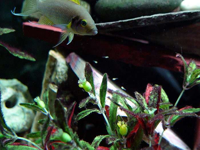 Неолампрологус пульхер (Neolamprologus pulcher), фото фотография аквариумные рыбы