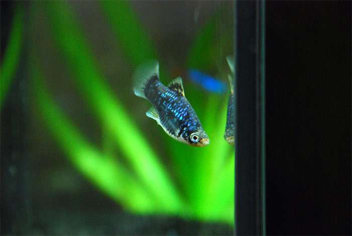 Моллинезия, фото фотография аквариумные рыбки живородки