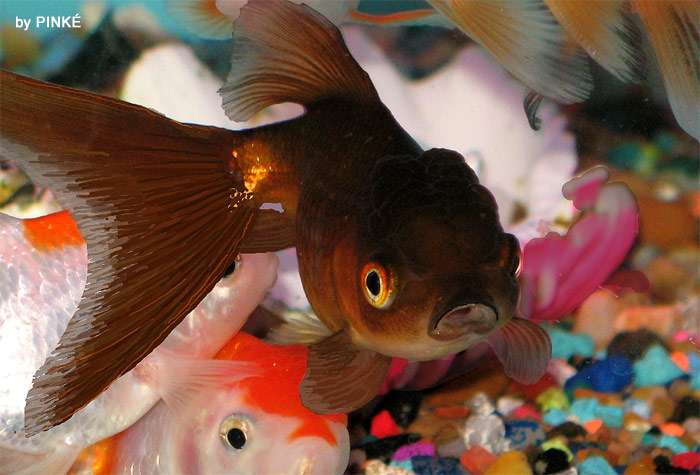Оранда, золотая рыбка, фото фотография