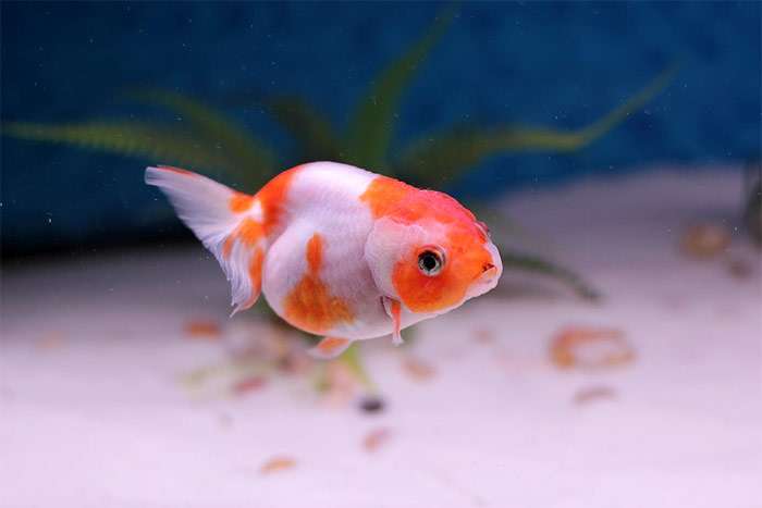 Львиноголовка, Золотая рыбка, фото фотография pixabay