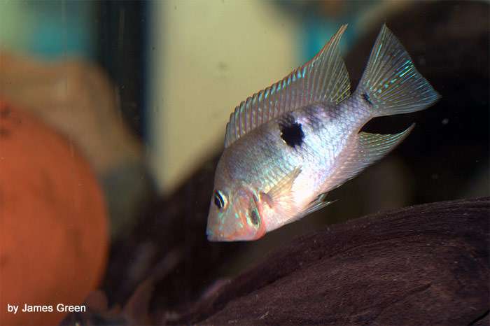 Цихлазома Меека, или масковая цихлазома (Thorichthys meeki), фото фотография аквариумные рыбки