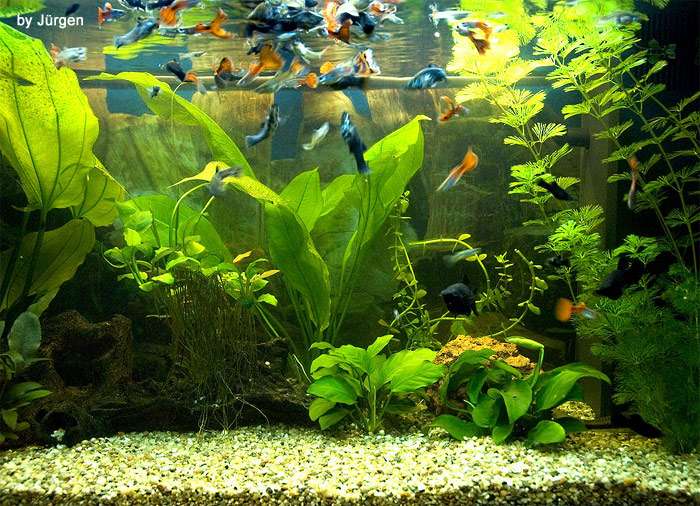 Пресноводный аквариум, фото фотография картинка