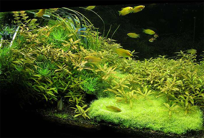 Рифовый аквариум с рыбами, фото фотография