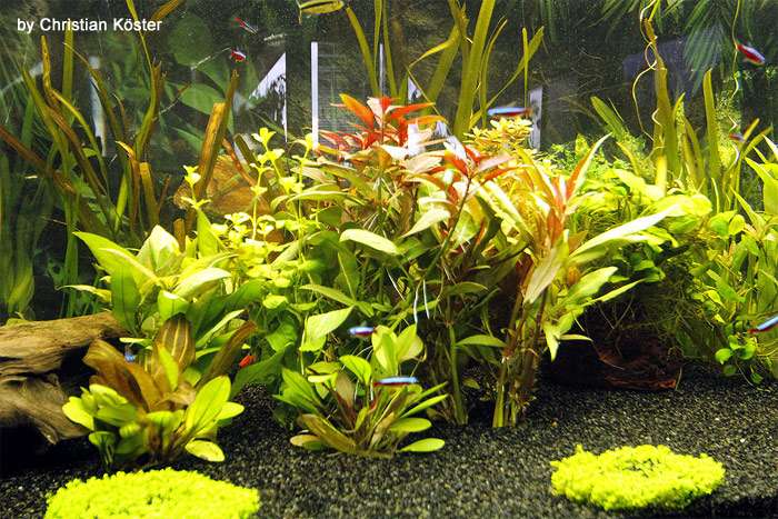 Пресноводный аквариум, фото фотография подводный мир