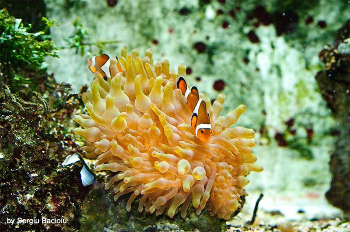 Рифовый аквариум с рыбками-клоунами, фото содержание морских рыб беспозвоночных фотография