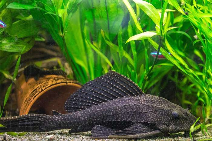 Парчовый птеригоплихт (лат. Pterygoplichthys gibbiceps), фото фотография рыбки pixabay