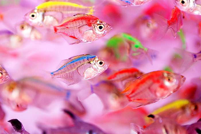 Генетически модифицированные флуоресцирующие рыбки (GloFish® Tetra), фото фотография аквариумные рыбки deposite