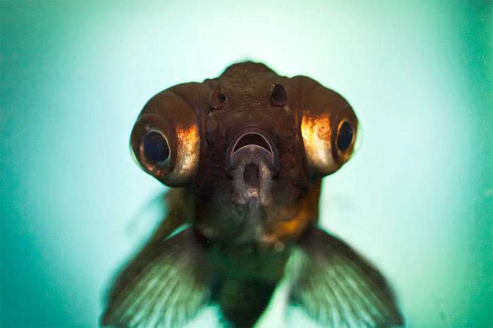 Телескоп (золотая рыбка), фото фотография рыбы
