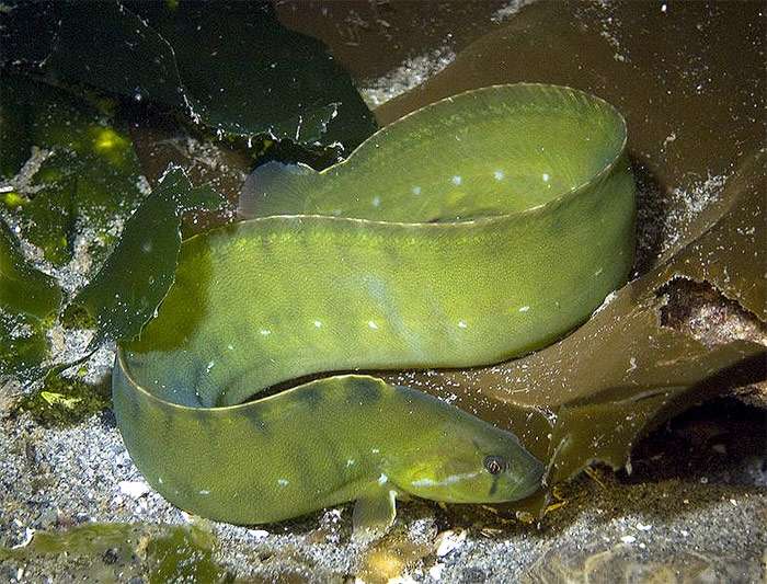 Американский маслюк (Apodichthys flavidus), фото фотография рыбки