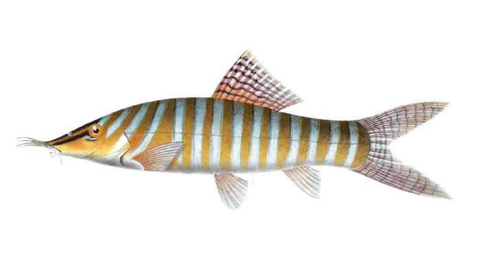 Тигровая боция (Syncrossus hymenophysa), рисунок картинка рыбы