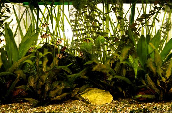 Пресноводный аквариум, фото содержание рыб фотография
