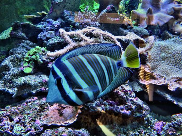 Тропическая рыбка, фото фотография интересно о рыбах pixabay