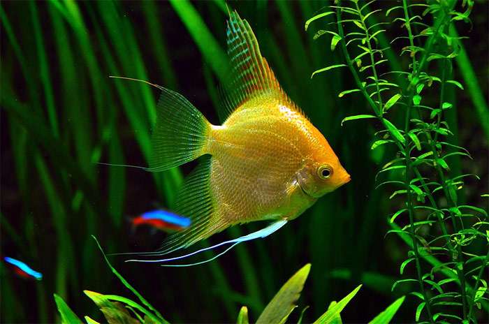 Золотая скалярия, фото фотография интересно о рыбах pixabay