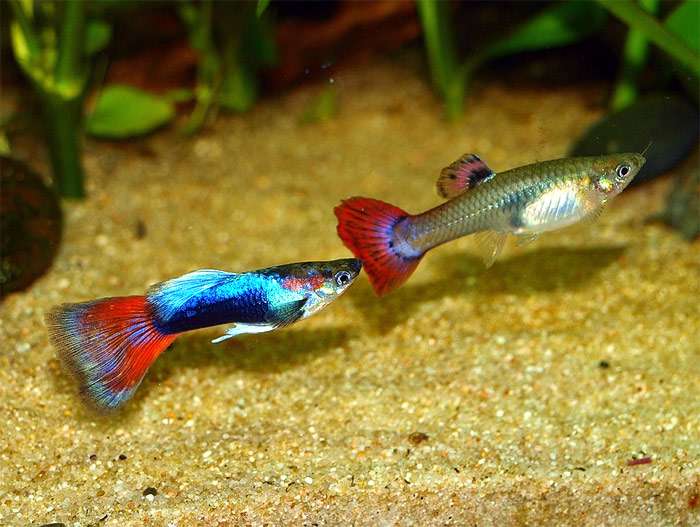 Гуппи (самец и самка) в пресноводном аквариуме, фото фотография подводный мир pixabay