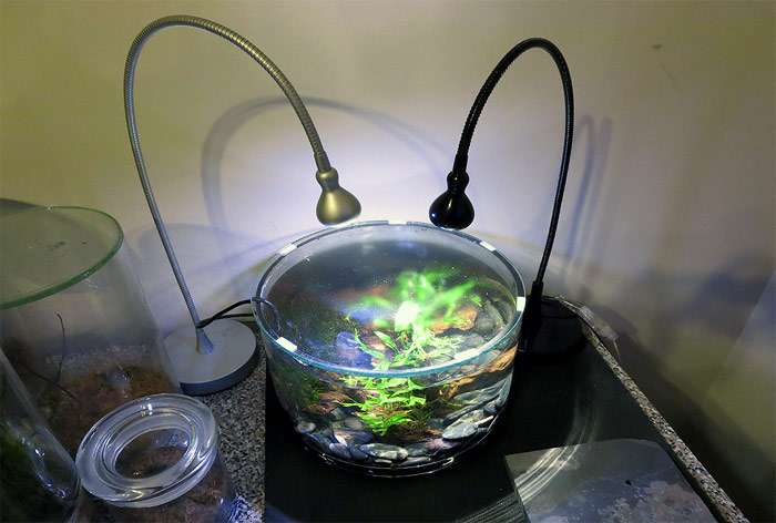 Мини-аквариум, фото фотография лабиринтовые рыбы