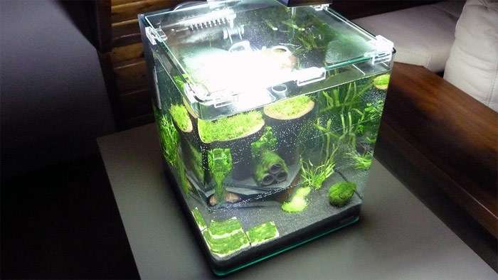 Нано-куб, мини-аквариум, фото фотография картинка рыбы