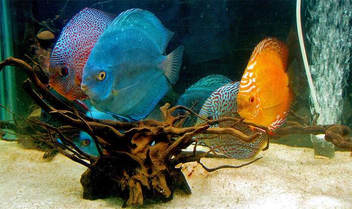 Дискусы, фото фотография аквариумные рыбы pixabay