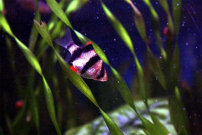 Суматаранский барбус, тигровый барбус (Puntius tetrazona), фото фотография аквариумные рыбки
