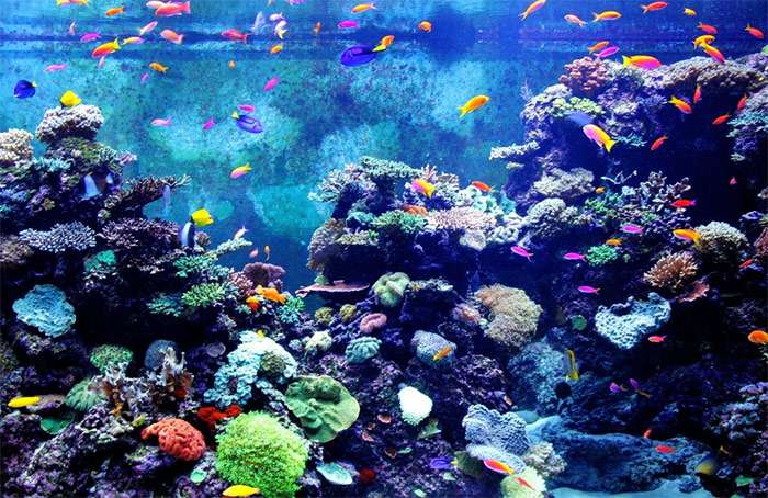 Рифовый аквариум, фото уход за аквариумом рыбками фотография pixabay