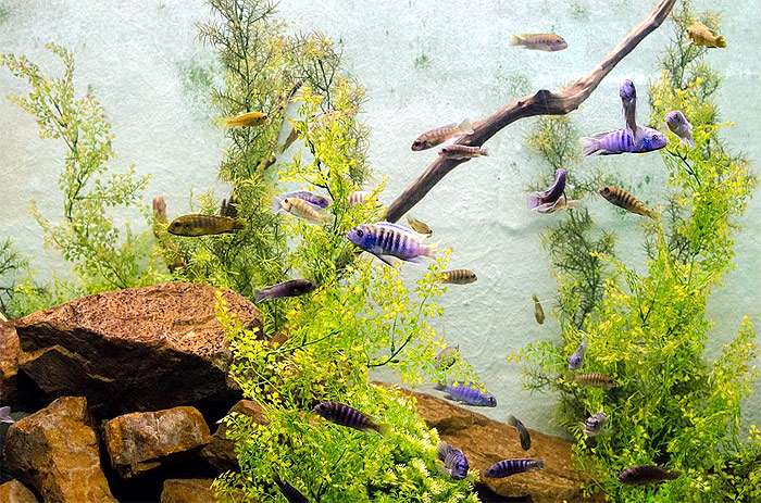 Пресноводный аквариум, фото уход за аквариумом рыбками фотография pixabay