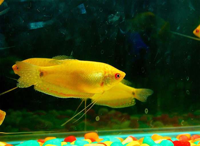 Гурами золотой (Trichogaster trichopterus sumatranus var. gold), фото фотография рыбы pixabay