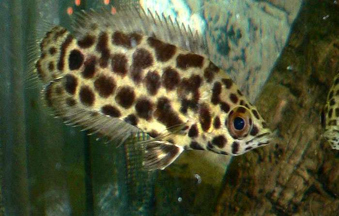 Ктенопома леопардовая (Ctenopoma acutirostre), фото рыбки