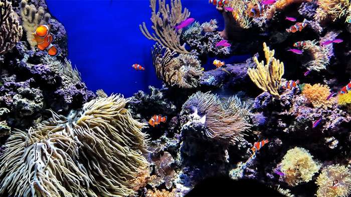 Морской (рифовый) аквариум, фото уход содержание аквариума фотография pixabay