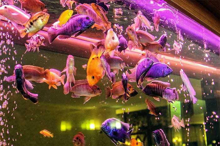 Аквариум с цихлидами, фото уход содержание аквариума фотография pixabay