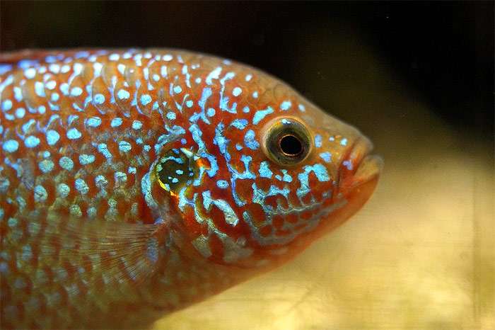 Хемихромис-красавец (Hemichromis bimaculatus), фото фотография рыбы pixabay