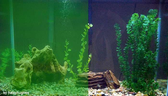 Зеленая вода в аквариуме, фото фотография картинка