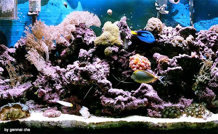 Пресноводный аквариум, фото фотография аквариумные рыбки