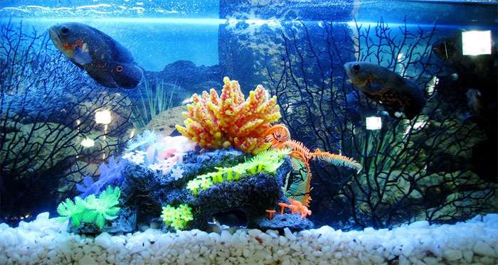Пресноводный аквариум с дискусами, фото аквариумистика фотография pixabay