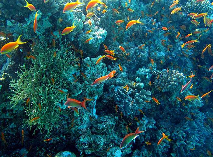 Коралловые рифы, фото морской аквариум фотография pixabay