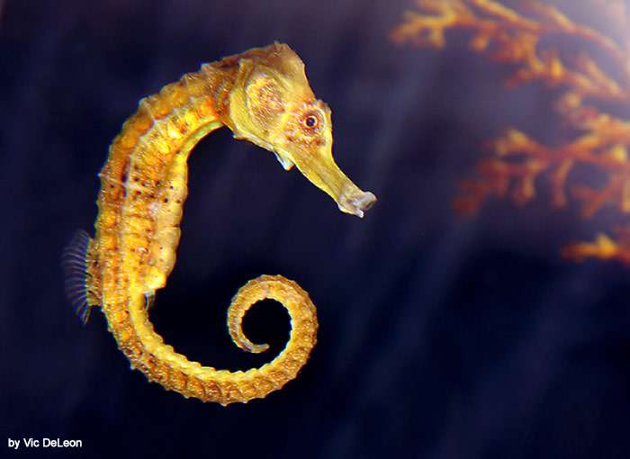 Морской конек (Hippocampus), фото фотография подводный мир