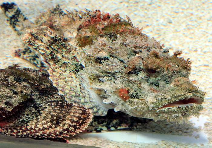 Рыба-камень (Synanceia verrucosa), фото фотография аквариумные рыбки pixabay